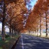 紅葉狩り第6弾・滋賀県大島市メタセコイア並木の紅葉?散策ぶらり旅