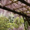 奈良県春日大社神苑萬葉植物園へ「藤」を見に散策ぶらり旅