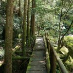 桑ノ木の滝遊歩道(あと少し)