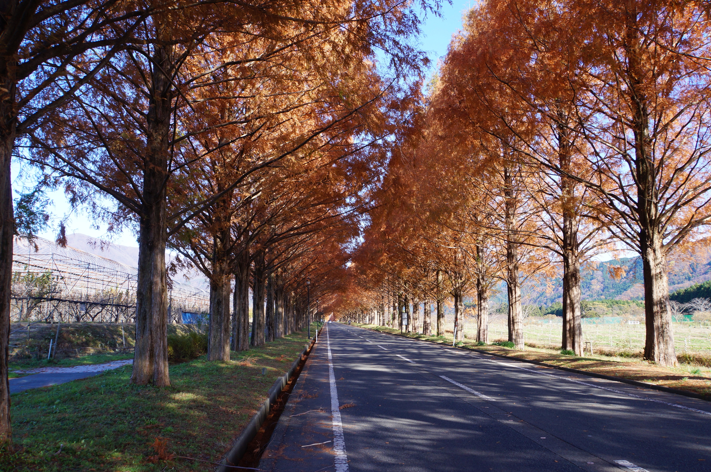 紅葉狩り第6弾 滋賀県大島市メタセコイア並木の紅葉 散策ぶらり旅 今日はどこを旅しよう