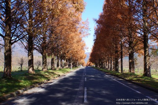 2014-12-03 滋賀県_メタセコイア並木「紅葉」