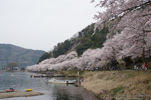 2016-04-10 滋賀県_海津大崎の桜