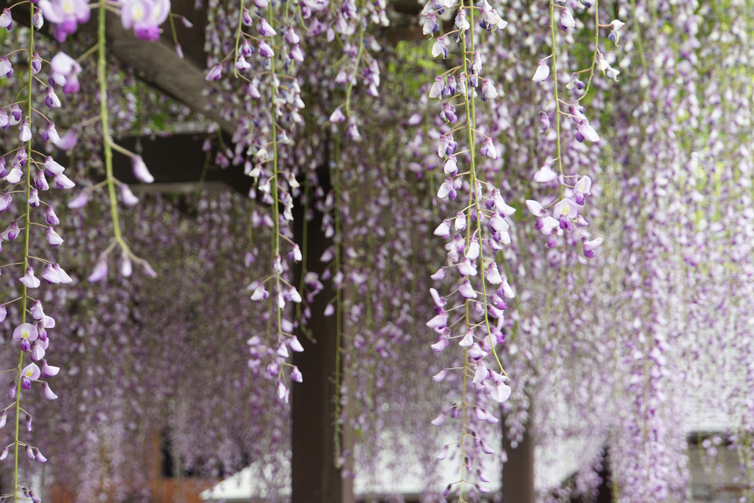 大阪の藤井寺市 葛井寺の藤の花と京都の京都市 城南宮の藤の花散策ぶらり旅 今日はどこを旅しよう