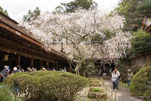 2015-04-12 奈良県_吉野水分神社「桜」