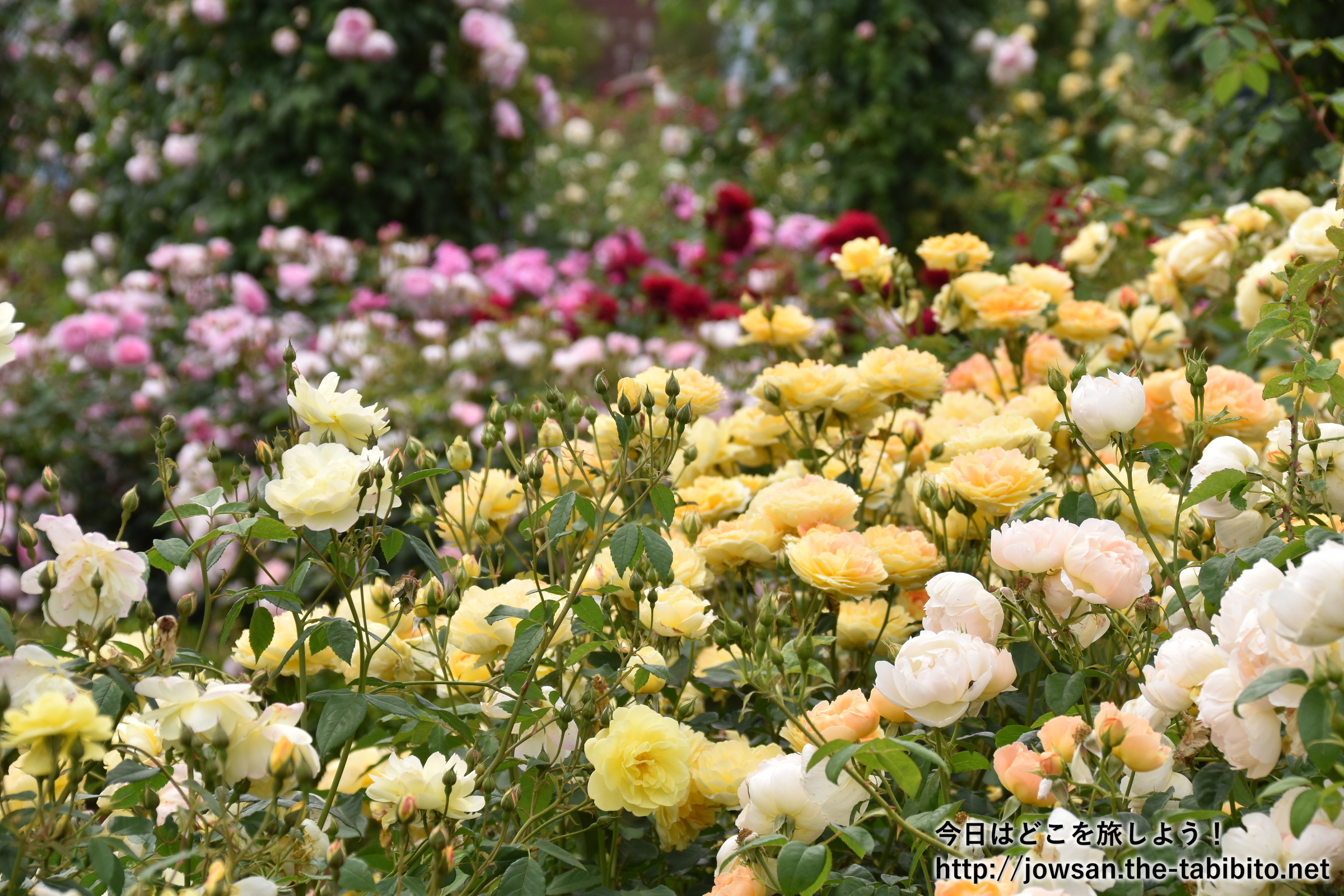 大阪 泉南のデビッド オースチンのイングリッシュローズガーデンへバラを見に散策ぶらり旅 今日はどこを旅しよう